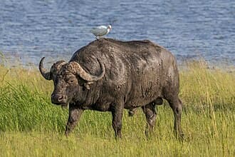 Buffalo — Tribalism