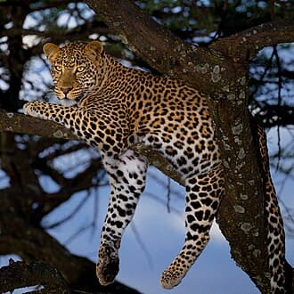 Leopard — Jobs