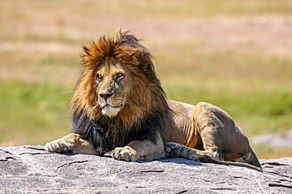 Lion — Constitutionalism & Rule of Law